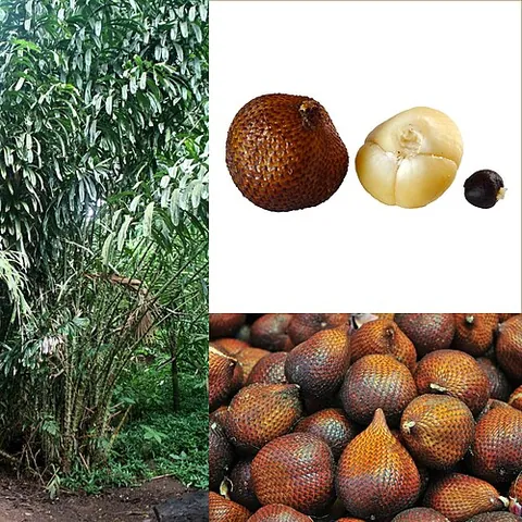 snake fruit: a tropical fruit produced by the palm species Salacca zalacca, native to Indonesia, characterized...