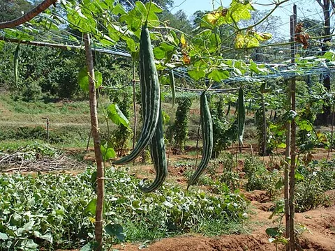 snake gourd: the vine Trichosanthes cucumerina, found across much of southern and southeastern Asia, from...