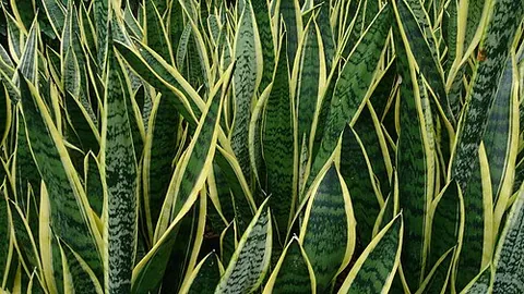 snake plant: a plant of species Dracaena trifasciata (syn. Sansevieria trifasciata), a west African plant with...