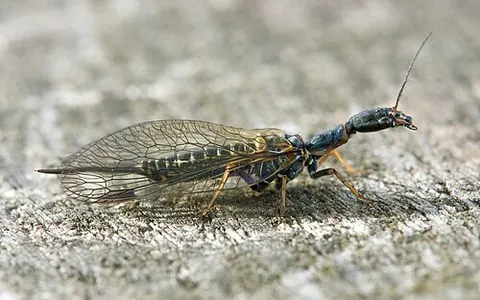 snakefly: any insect of the order Raphidioptera