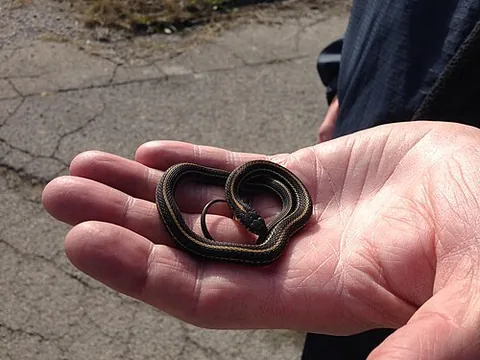 snakelet: a baby snake