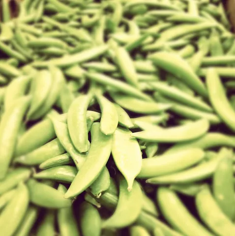snap pea: a cultivar of pea, Pisum sativum, having an edible pod like the snow pea, but differing from the...
