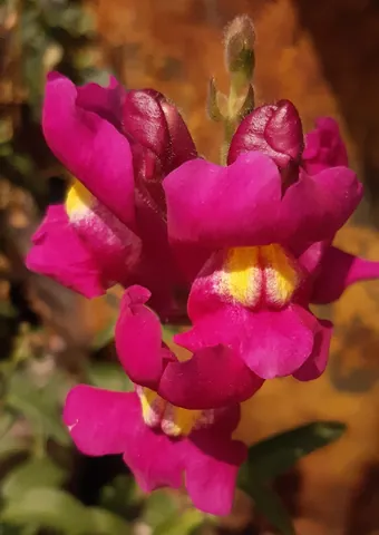 snapdragon: any plant of the genus Antirrhinum, with showy yellow, white or red flowers