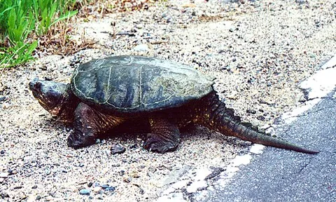 snapping turtle: any of several large American freshwater turtles of the family Chelydridae, which have powerful...