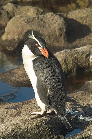 snares penguin: a species of crested penguin, Eudyptes robustus, which breed on The Snares, an island group off...
