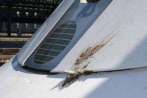 snarge: the remains of a bird after it has collided with an airplane (in a bird strike), especially a...