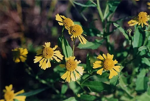 sneezeweed: a plant of the genus Helenium, especially Helenium autumnale