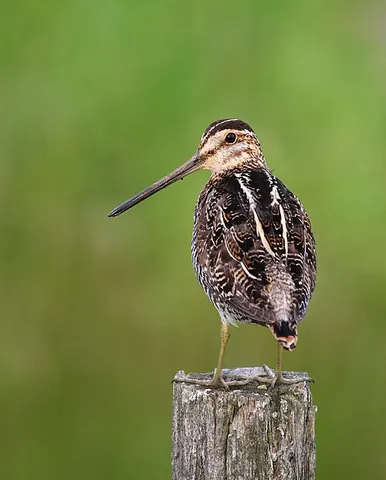 snipe: any of various limicoline game birds of the genera Gallinago, Lymnocryptes and Coenocorypha in the...