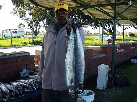 snoek: an edible fish, Thyrsites atun, native to South African (Cape), South American and Australian...