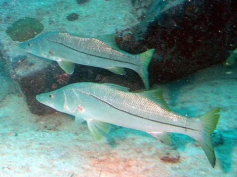 snook: a freshwater and marine fish of the family Centropomidae in the order Perciformes