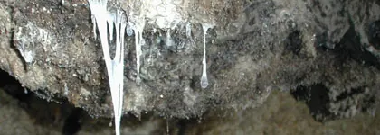 snottite: a colony of single-celled extremophilic bacteria that hangs in a sheet (having the consistency of...