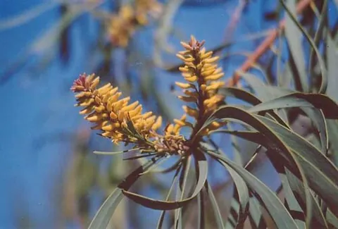snottygobble: a plant of the genus Persoonia