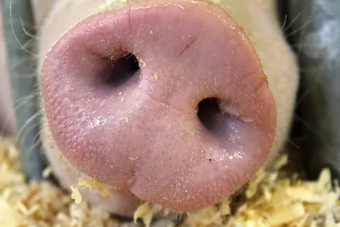 snout: the long, projecting nose, mouth, and jaw of a beast, as of pigs