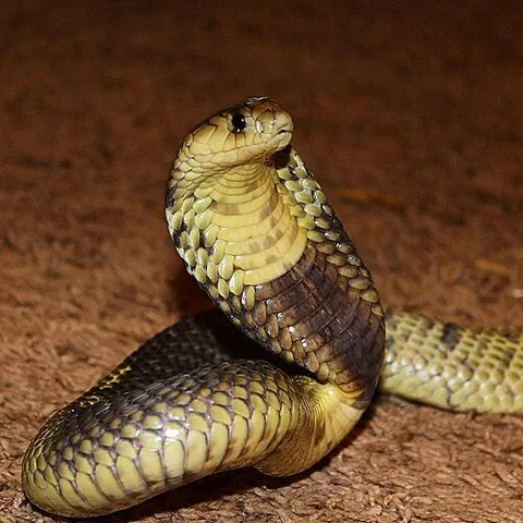 snouted cobra: naja annulifera, a highly venomous species of cobra found in Africa