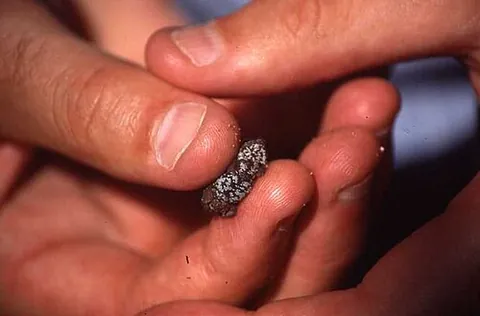 snouted frog: any small frog in the genus Mertensophryne