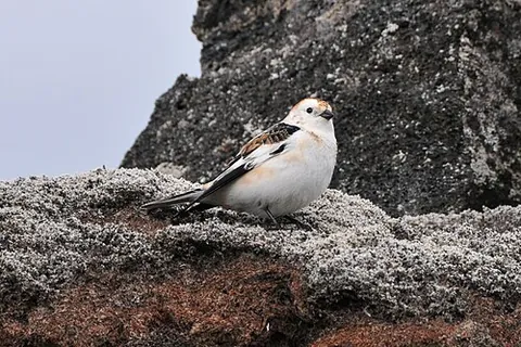 snow bunting: a bird of species Plectrophenax nivalis, having white plumage, widely distributed in northern...