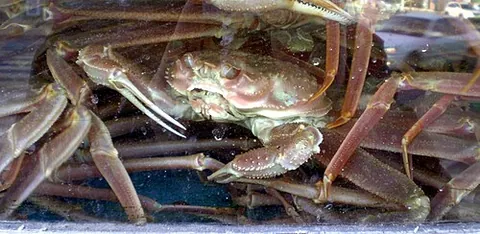 snow crab: any crab of the species Chionoecetes opilio