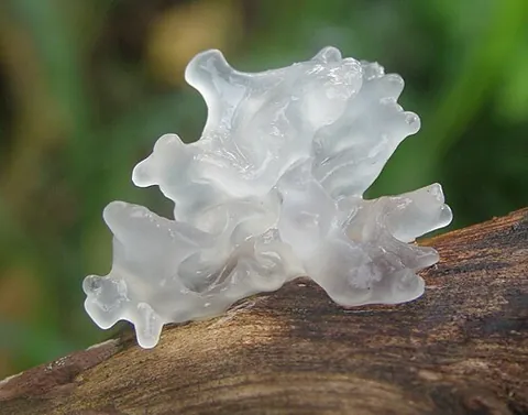 snow fungus: tremella fuciformis, an edible jelly fungus