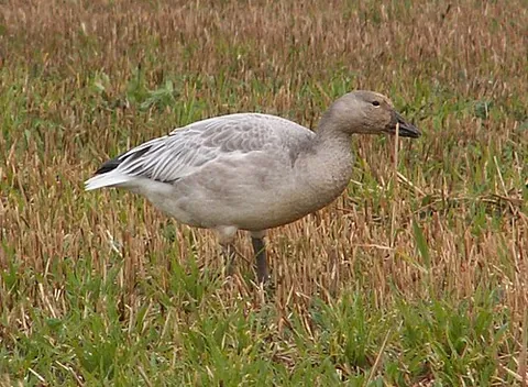 snow goose: a goose of the species Anser caerulescens (syn. Chen caerulescens, native to North America