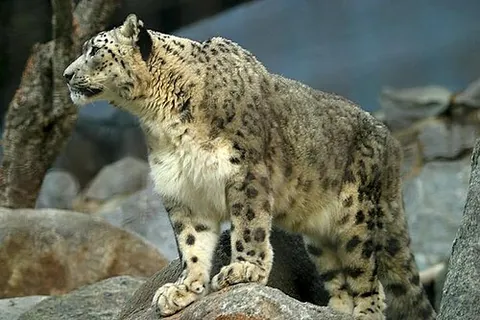 snow leopard: a large feline mammal, Panthera uncia (syn. Uncia uncia), native to mountain ranges of central Asia