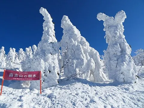 snow monster: an ice-, frost-, and snow-covered conifer tree of Japan's "Snow Country", having a grotesque form...