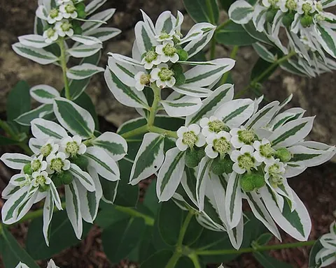 snow-on-the-mountain: a small shrub in the family Euphorbiaceae, having white-margined leaves and white flowers;...