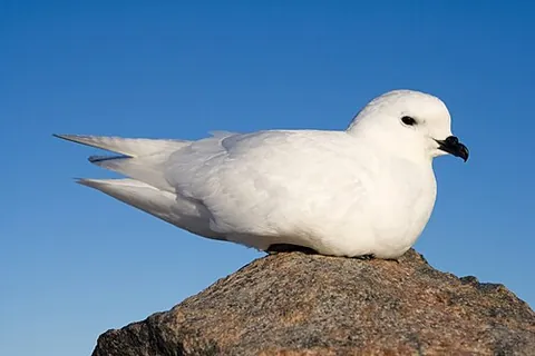snow petrel: a small, pure white fulmarine petrel with black underdown, coal-black eyes, small black bill and...