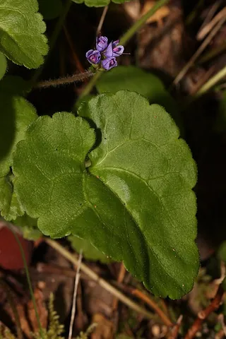 snow queen: a plant of the Pacific coast of the US that blooms in late winter, of species Veronica...