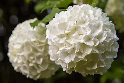 snowball tree: a cultivar of guelder rose with globular clusters of white, sterile flowers, Viburnum opulus