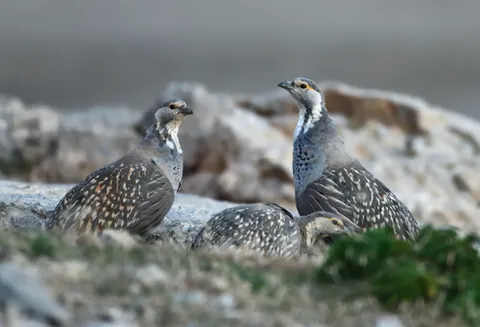 snowcock: any of several species of bird in the genus Tetraogallus of the pheasant family Phasianidae, native...