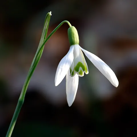snowdrop: any of the 20 species of the genus Galanthus of the Amaryllidaceae, bulbous flowering plants,...