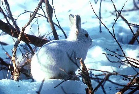 snowrabbit: a rabbit that inhabits regions frequently covered with snow