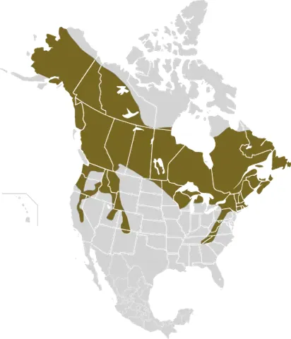 snowshoe hare: a North American hare (Lepus americanus) that has large, furry feet; its fur is white in winter and...