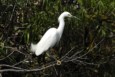 snowy egret: a small heron, Egretta thula, having white plumage