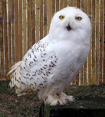 snowy owl: a large, white, nomadic Arctic owl (Bubo scandiacus)