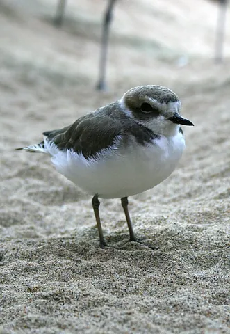 snowy plover: a species of plover, Anarhynchus nivosus