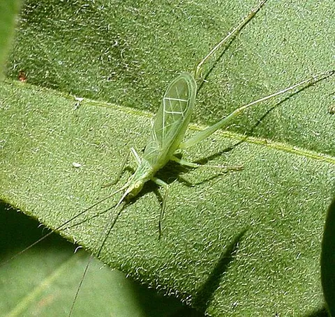 snowy tree-cricket: oecanthus fultoni, a cricket of a delicate greenish-white color, often injuring raspberry bushes by...