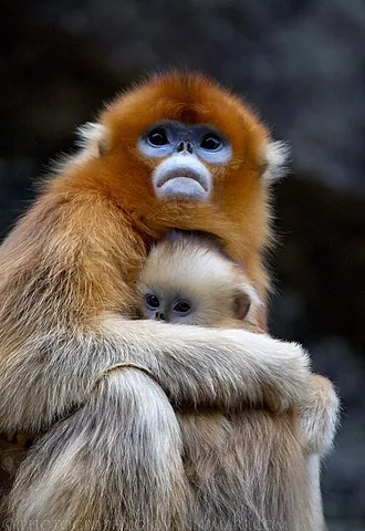 snub-nosed monkey: any Old World monkey of the genus Rhinopithecus