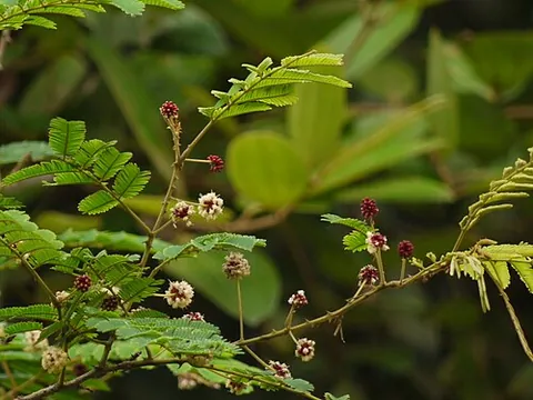 soap acacia: a plant of species Senegalia rugata (syn. Acacia concinna)