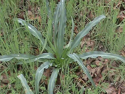 soap plant: any plant of the genus Chlorogalum, endemic to western North America, especially Chlorogalum...