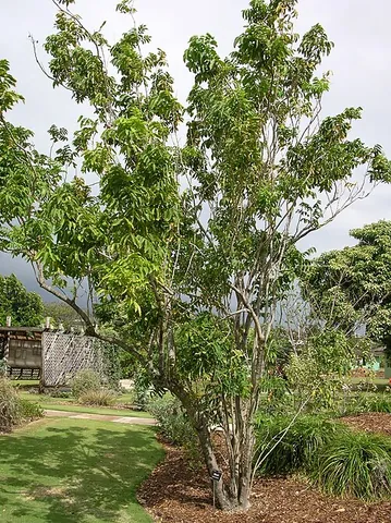 soapberry: any woody plant of the Sapindaceae family, found chiefly in tropical climates, most commonly the...