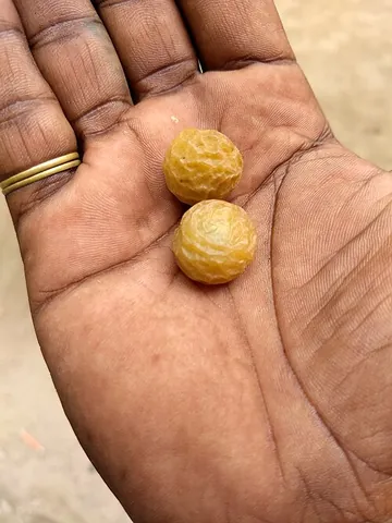 soapnut: the drupe of Sapindus plants, containing saponins, which are a natural surfactant