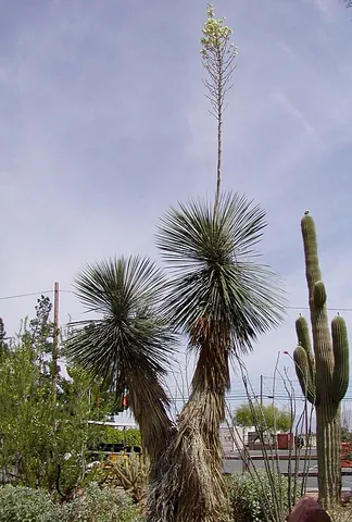 soaptree yucca: a desert shrub with long, pointed leaves and white flowers native to southwestern North America...