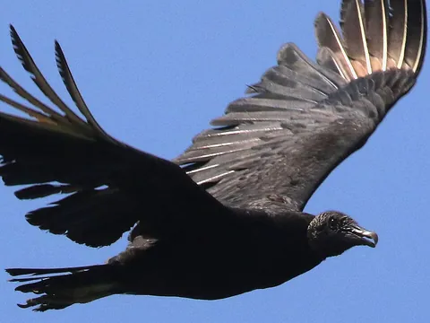 soar: to fly high with little effort, like a bird