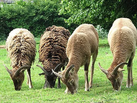 soay: a primitive breed of domestic sheep descended from feral sheep on the island of Soay, Scotland