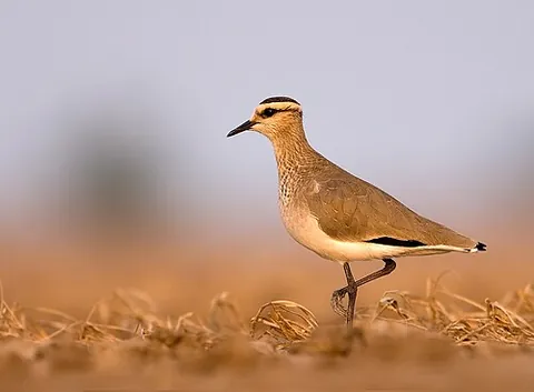 sociable lapwing: a plover, Vanellus gregarius