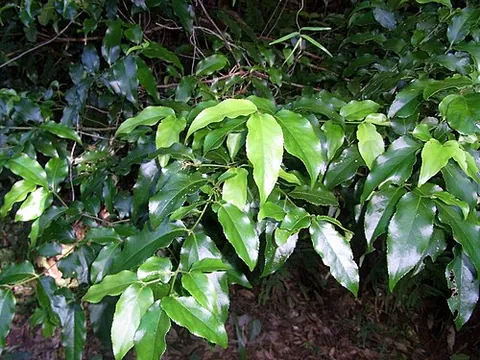 socketwood: any of various plants of the genus Daphnandra, native to Australia