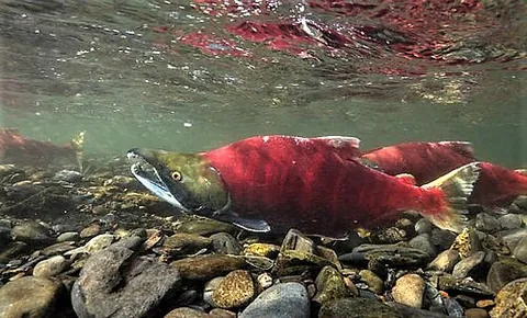 sockeye salmon: a salmon of the species Oncorhynchus nerka