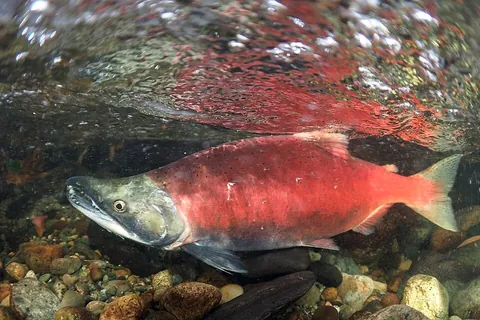 sockeye: a small salmon with red flesh, Oncorhynchus nerka, found in the coastal waters of the northern...