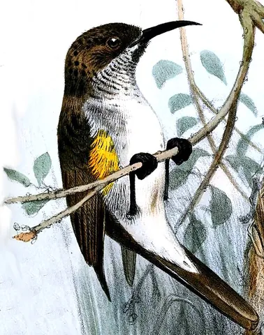 socotra sunbird: chalcomitra balfouri, a species of sunbird native to the Yemeni island of Socotra